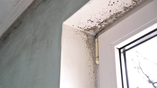 Best Mold Testing  in Dolgeville, NY