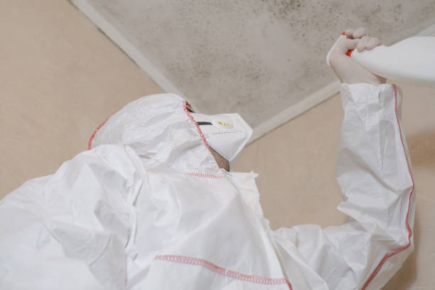 Office Mold Removal Services in Dolgeville, NY