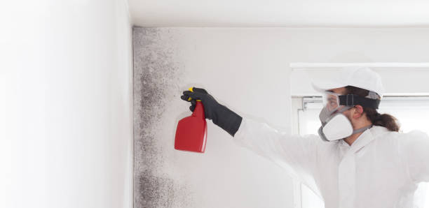 Best Fast Mold Removal  in Dolgeville, NY