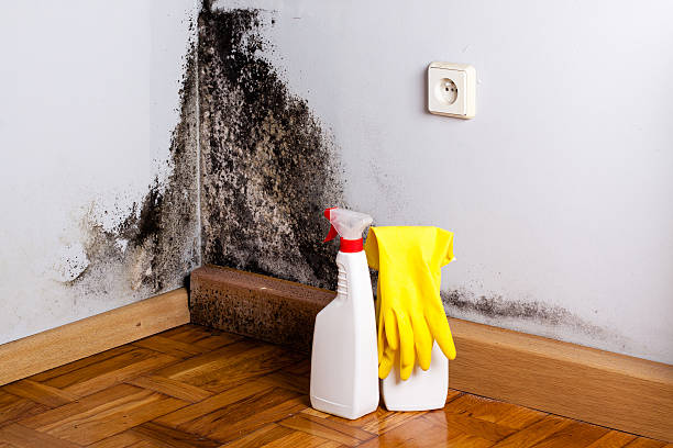 Best Mold Remediation  in Dolgeville, NY