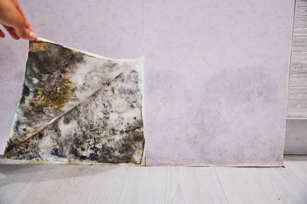 Best Mold Testing  in Dolgeville, NY